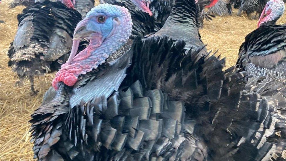 Turkey close-up