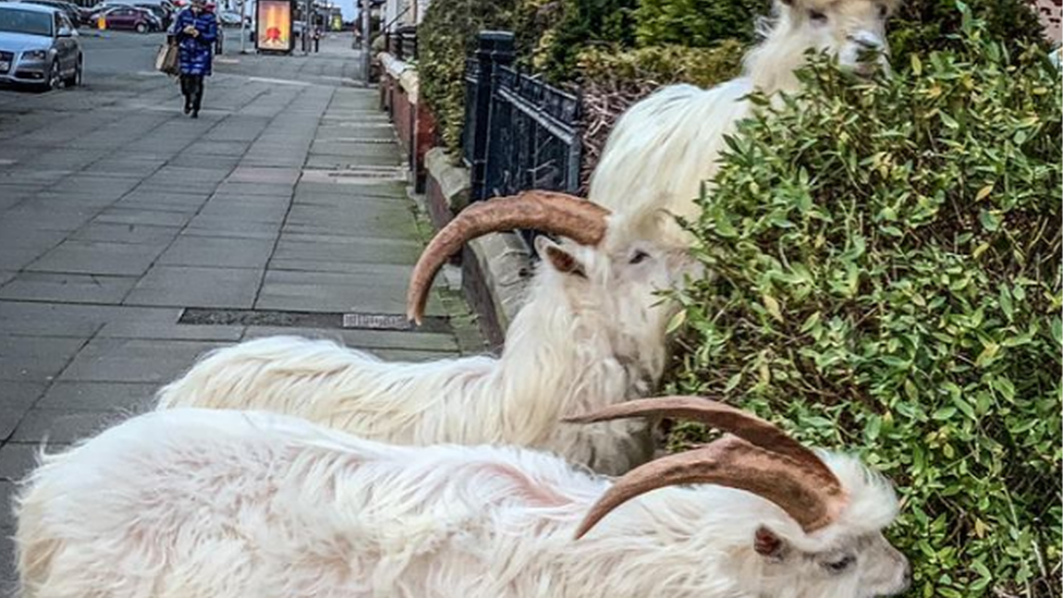 Three goats eating bushes