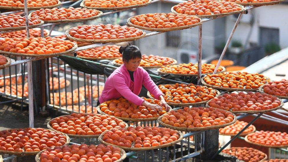 Persimmons dry on rooftops in Anxi county, Quanzhou, Fujian province