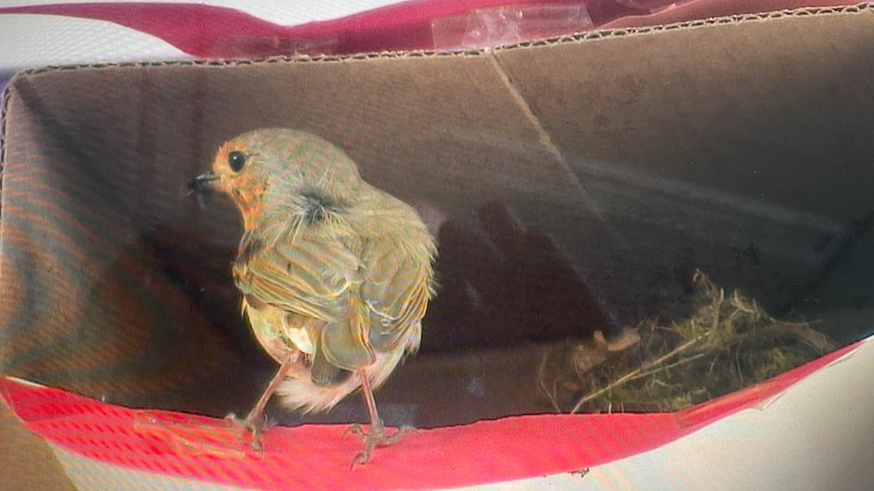 Robin nesting in box at Nayland School, Suffolk