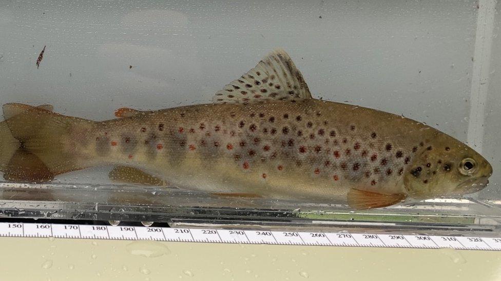 Brown trout