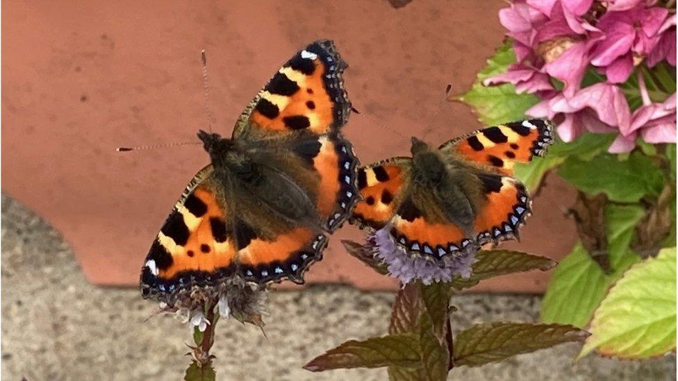 Tortoise shell butterflies