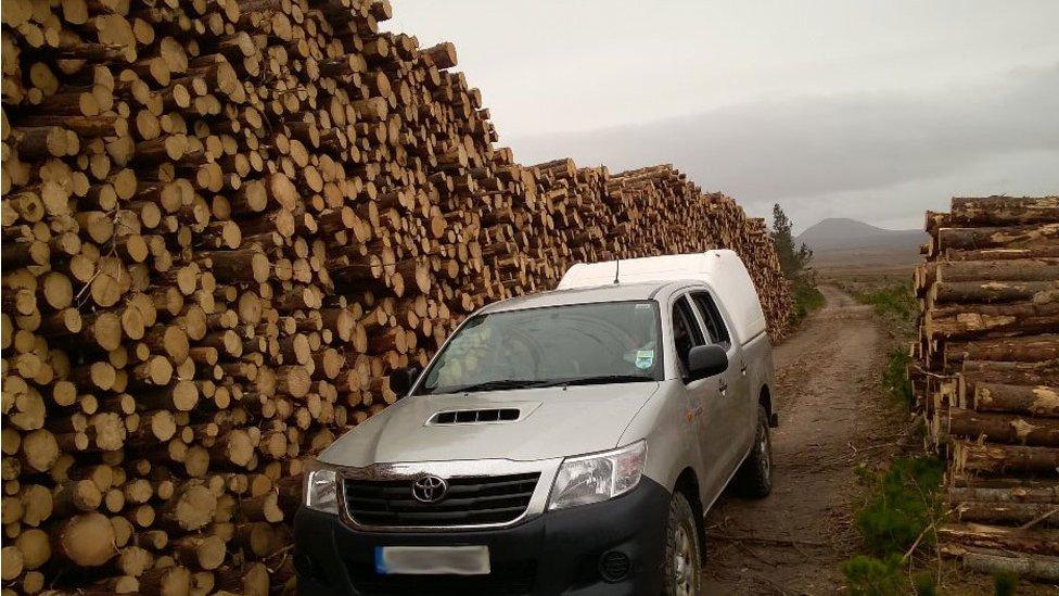 Trees cut from the Flow Country