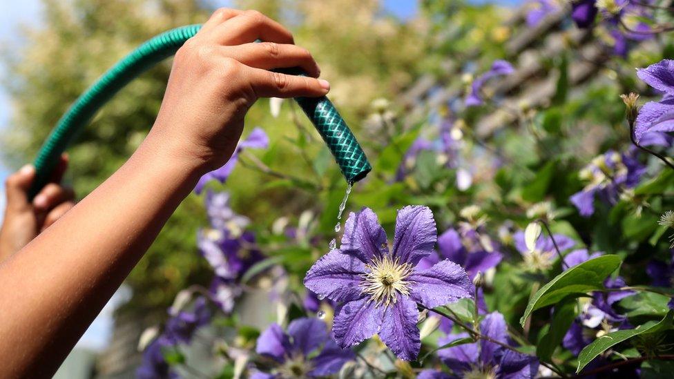 hose pipe watering flower