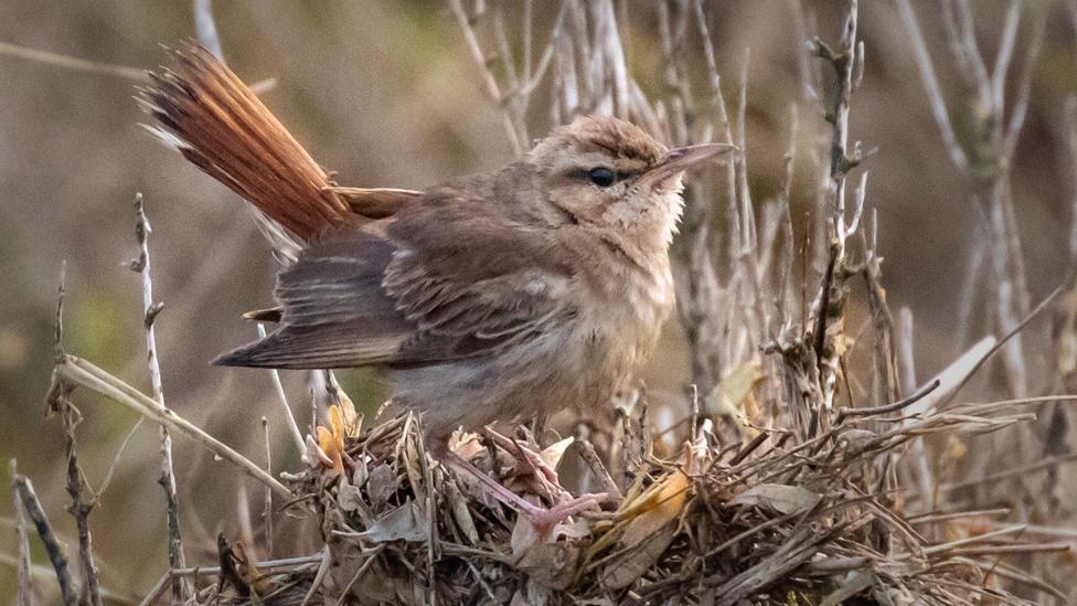 Rufous bush chat in Stiffkey