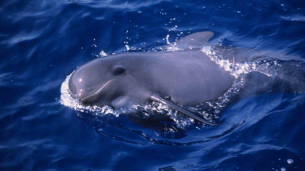 long-finned pilot whale