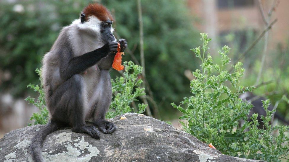 Endangered cherry-crowned mangabey monkeys