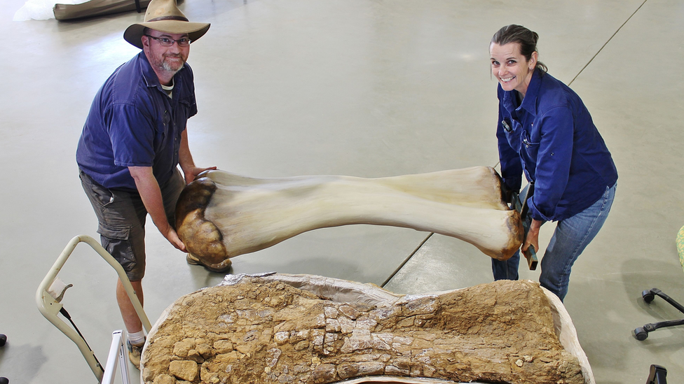 Researchers carry one of the dinosaur's bones at Queensland Museum