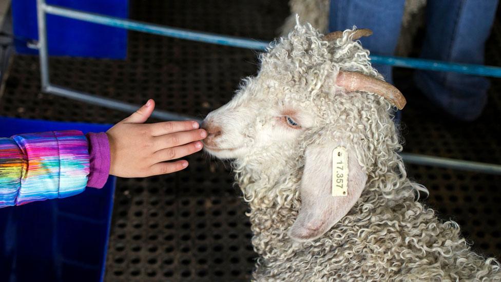 A girl touches the snout of a Angora Goat at the Nampo Harvest Day Expo outside Bothaville in South Africa on May 15, 2018.