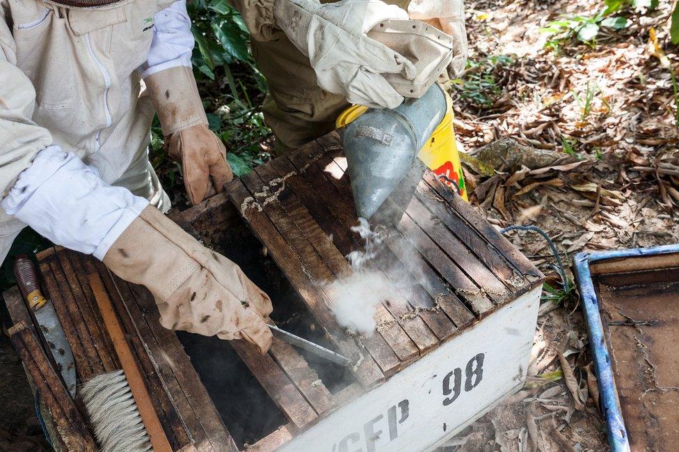 Smoke is used to disorientate the bees