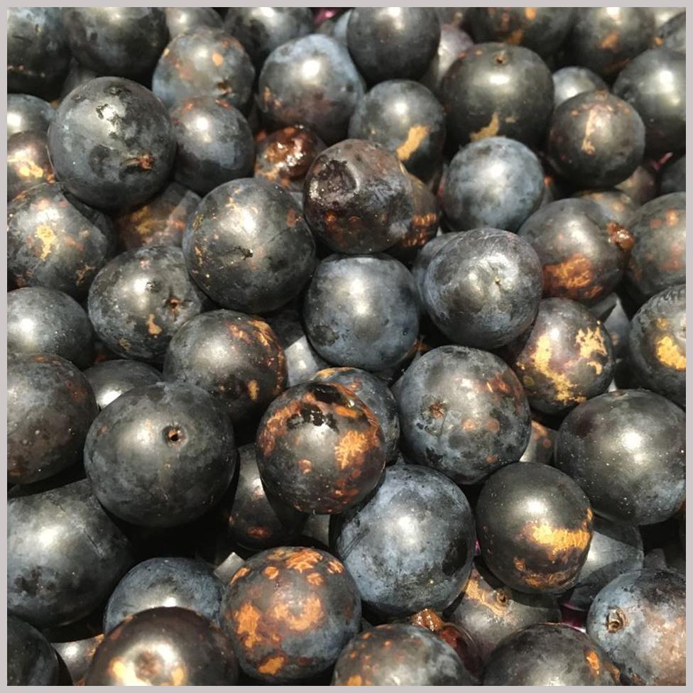 Sloes