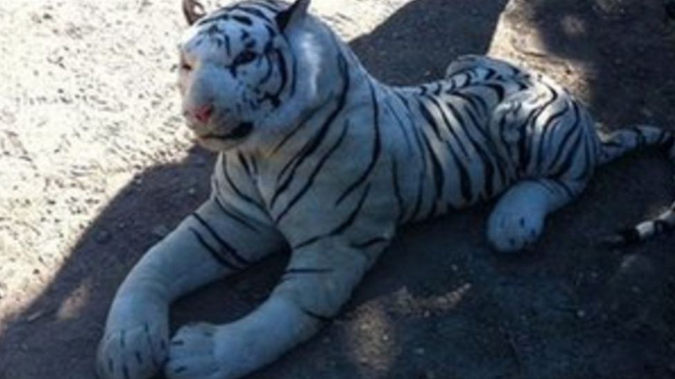 Stuffed tiger toy