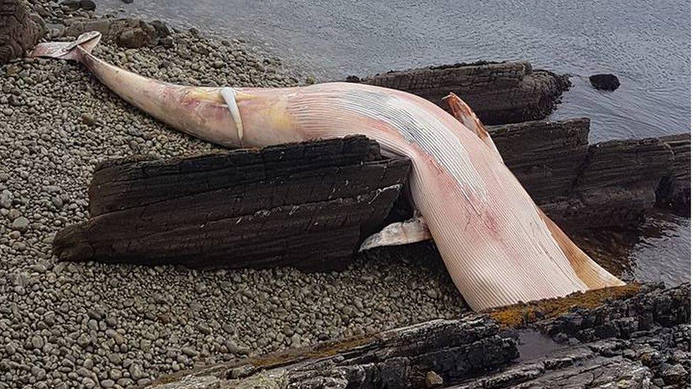 whale carcass at Arranmore