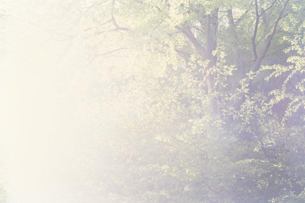 Trees at Castell Coch