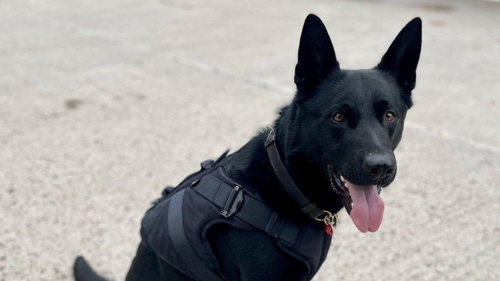 Black dog sitting up wearing black vest