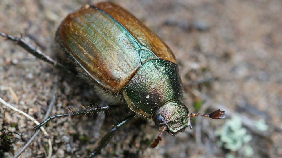 Dune chafer beetle