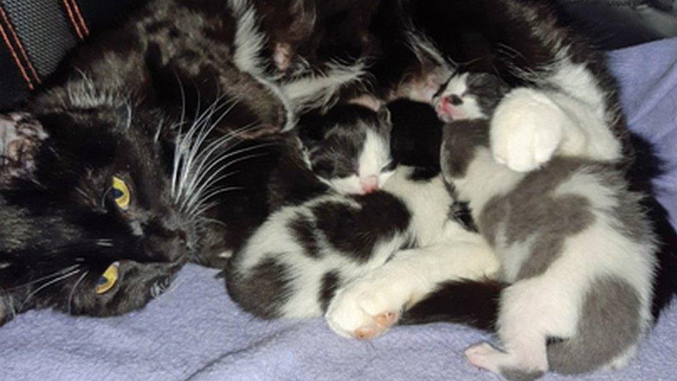 Hope with its four kittens