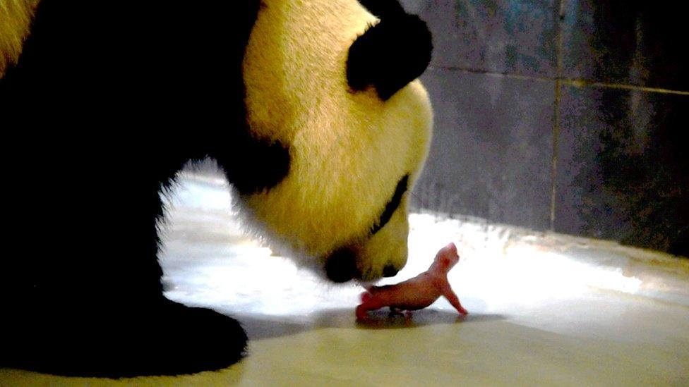 Photo taken on June 26, 2016 shows the giant panda Xinxin and her first newly-born cub in Macau.