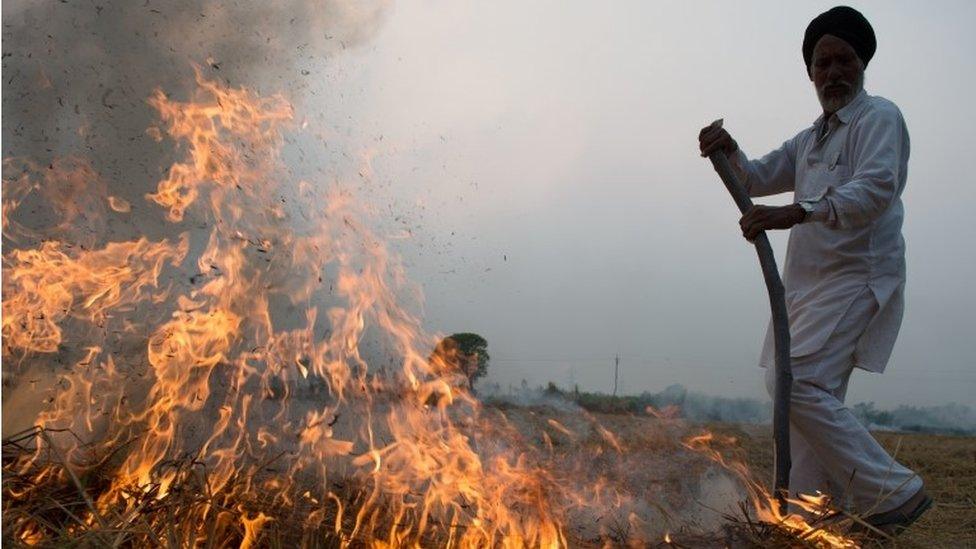 an Indian farmer feeds a controlled fire of spent rice stalks as he prepares the field for a new crop in the south-eastern part of the state of Punjab,