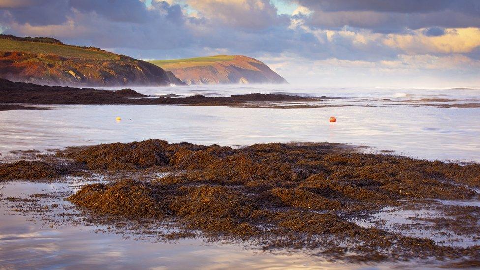 Seaweed on a beach in Wales