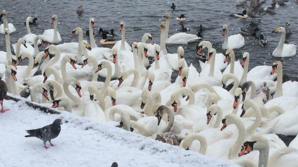 Swans line up at Hogganfield Loch