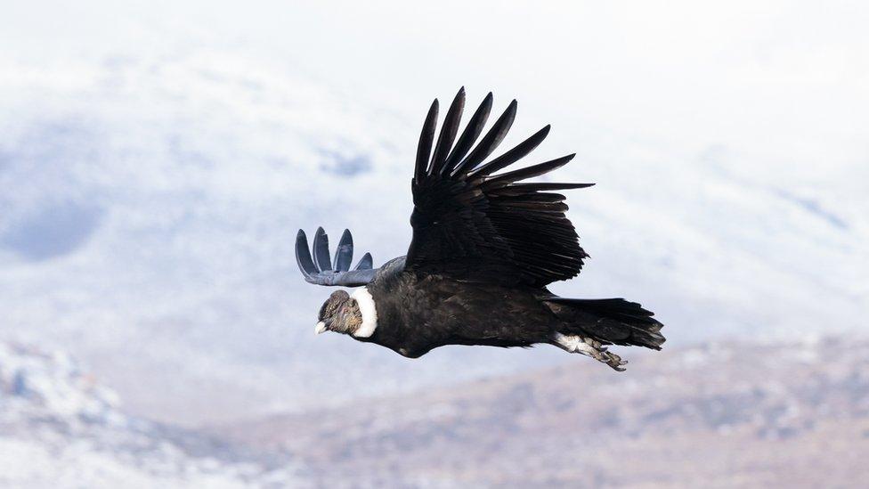 An Andean condor