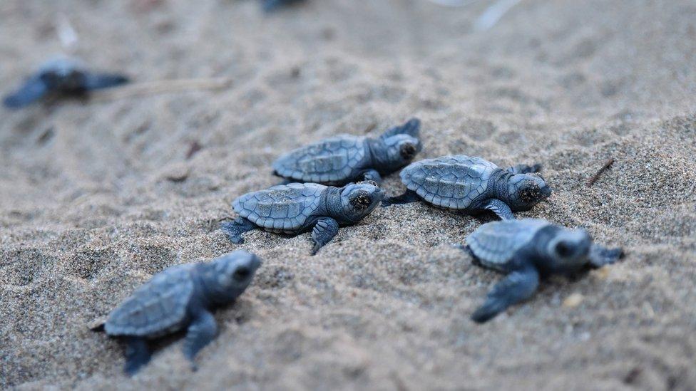 loggerhead-turtle-hatchings