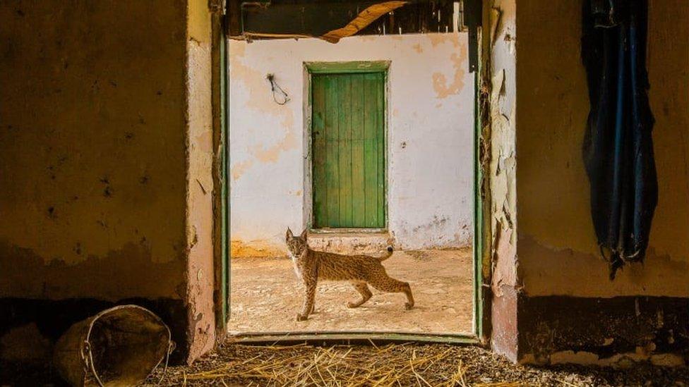 Iberian lynx in the doorway of an abandoned hayloft in the Sierra Morena.