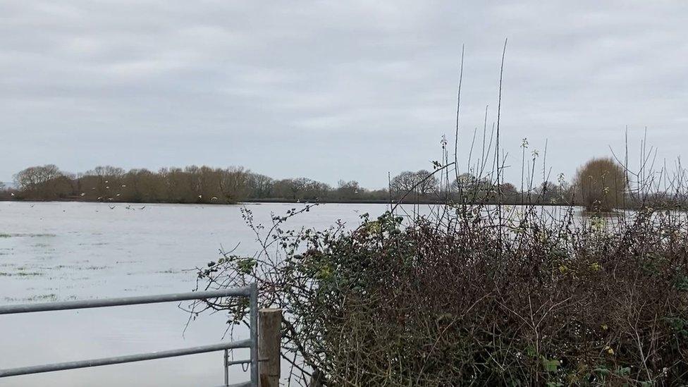 A flooded field on the Somerset Levels, with a grey sky, hedge and gate. Seagulls have started to land on the water