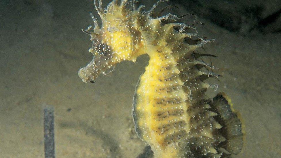 Spiny seahorses are very rare but are native to the UK