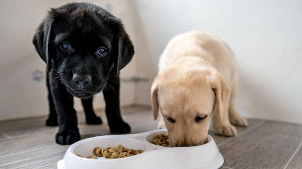 A black puppy and a white puppy eating