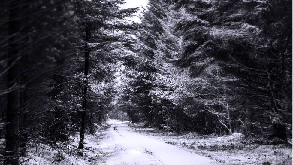 Taf Fechan Forest, just outside Pontsticill