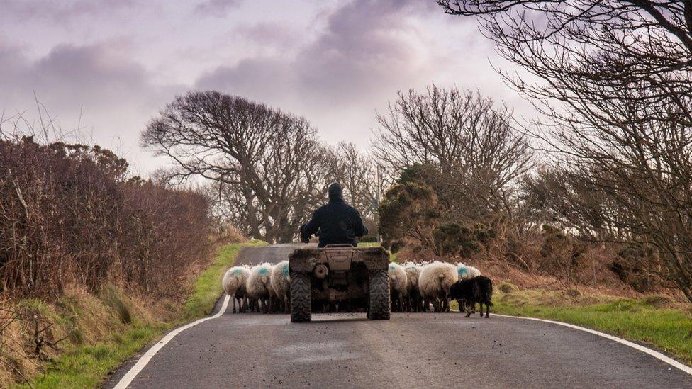 Farmer on quad bike moving sheep