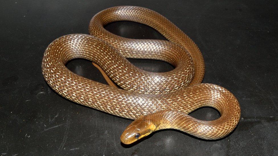 Aesculapian snake