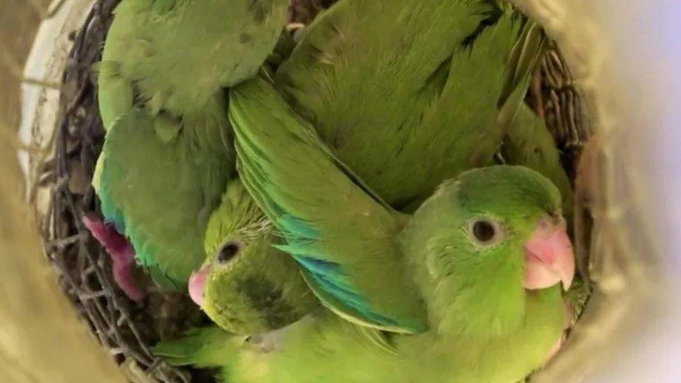 Wild green-rumped baby parrots