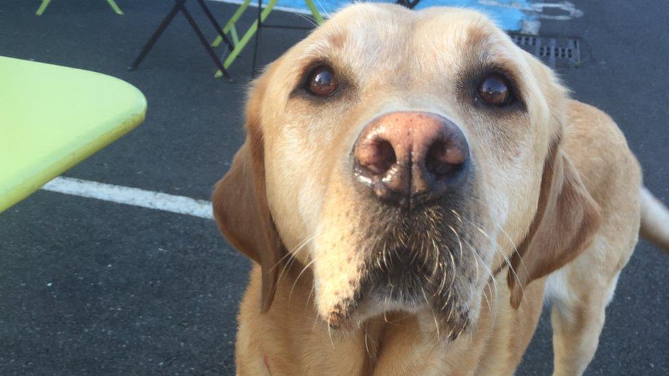 Skwiff, the BBC Science Unit Labrador