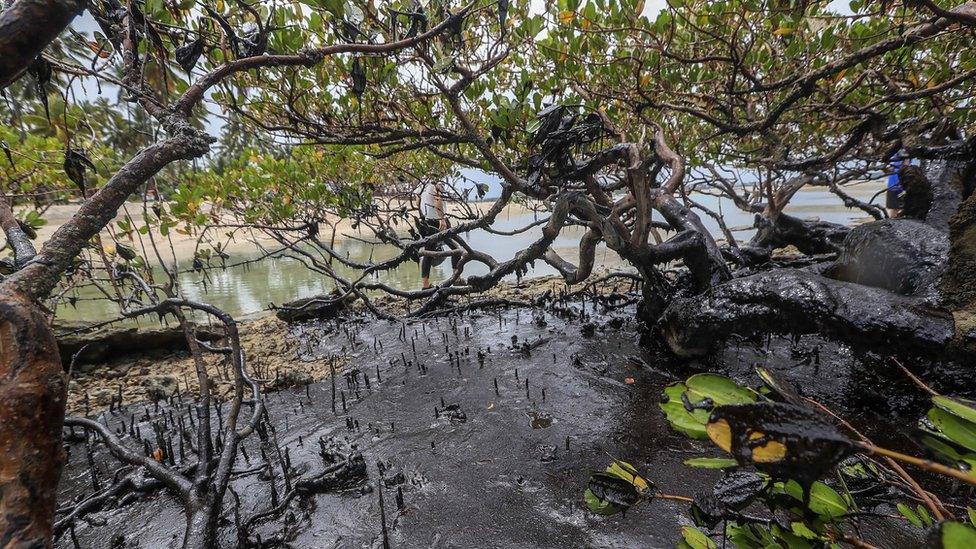 Oil spills pollute a mangrove on the beach of Carneiros in the state of Pernambuco