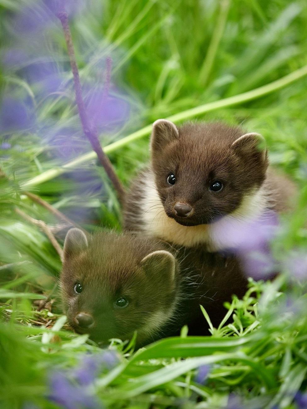 Pine martens