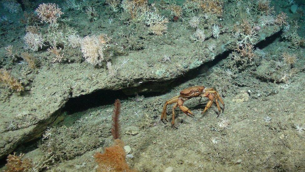 Deep sea crab with cold-water coral colonies in the background