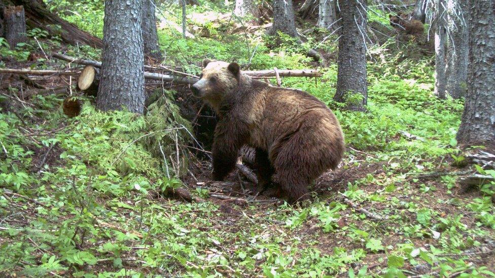 Yellowstone rangers advise park-goers to stay far away from the park's grizzly bears