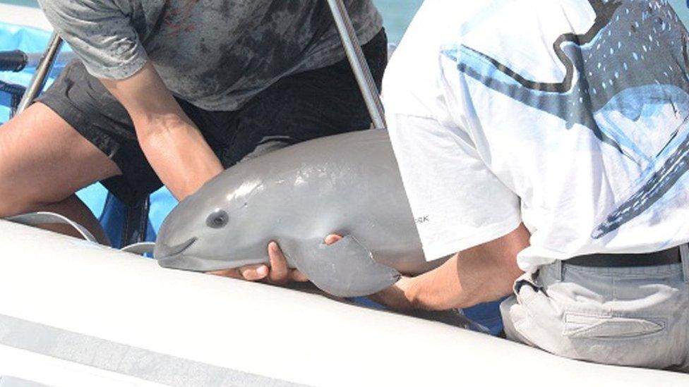 Scientists return a vaquita, a tiny stubby-nosed porpoise on the verge of extinction, into the ocean as part of a conservation project, in Baja California, Mexico October 18, 2017.