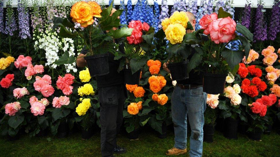 Delphinium and Begonias