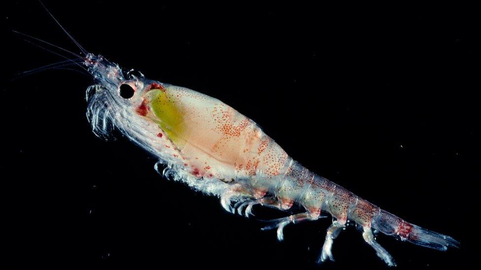 Krill