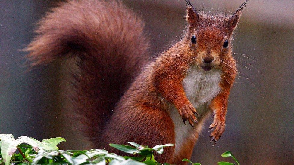 A red squirrel