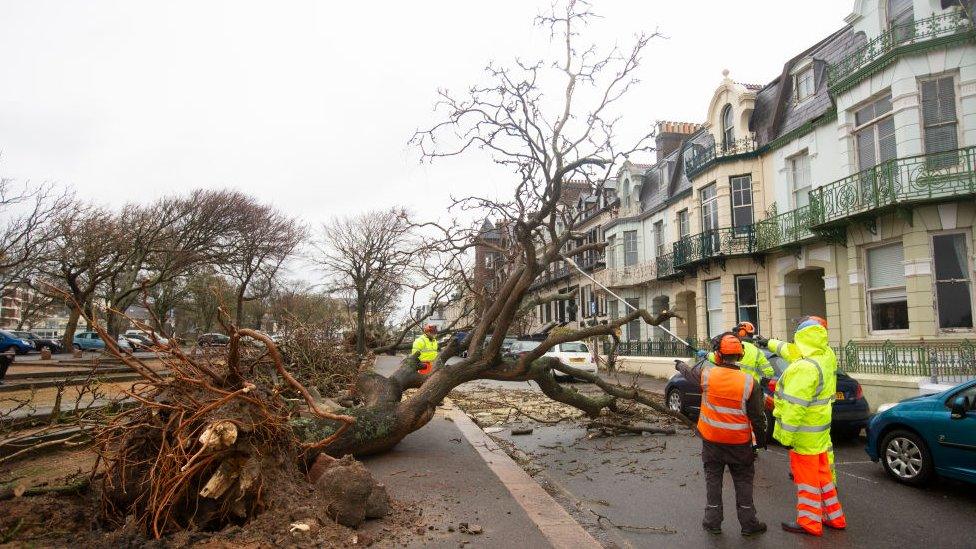 Workmen clearing a large uprooted tree from a residential road in Jersey