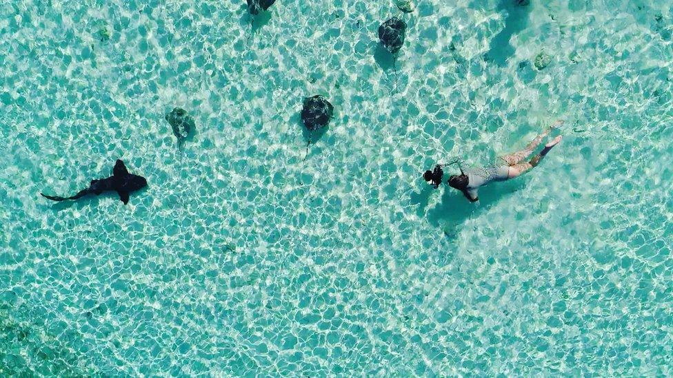 Alice Cimino swimming with sharks