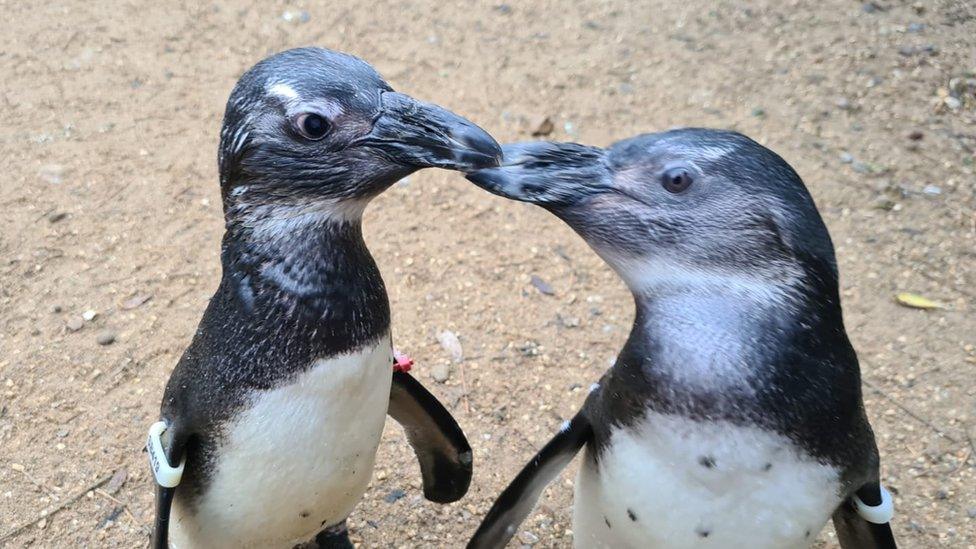 penguins squid and penguin touch beaks