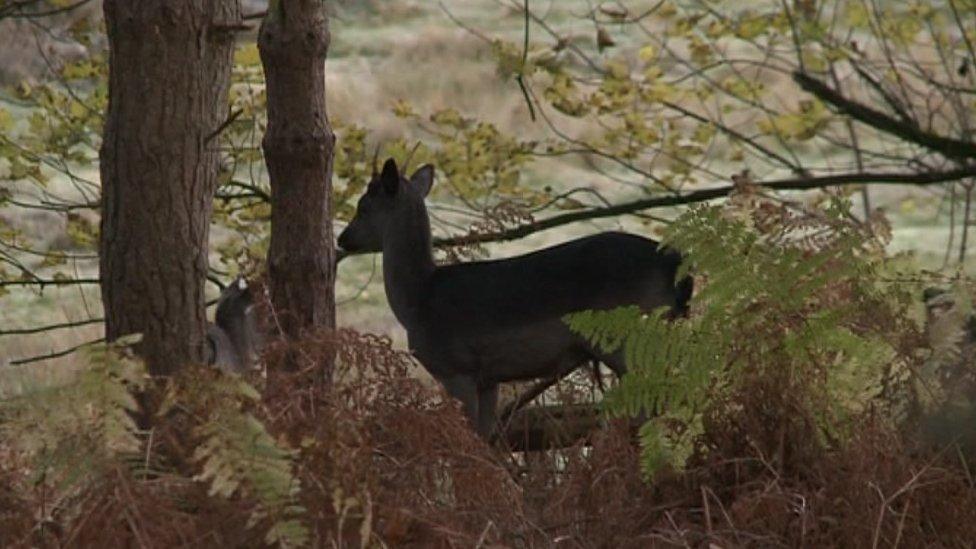 A deer on Cannock Chase