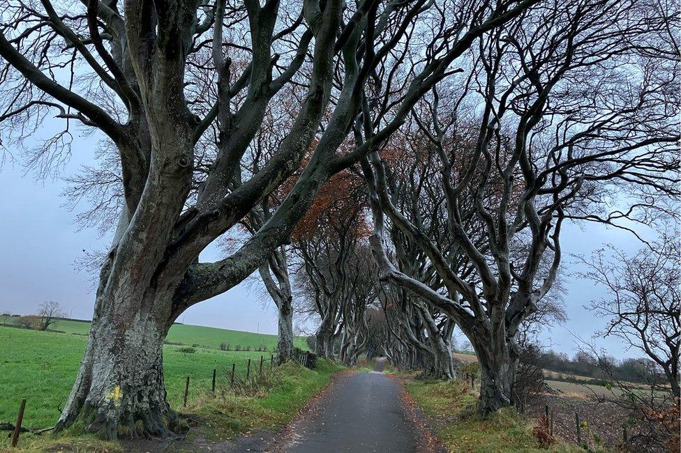 The Dark Hedges on 20 November 2023