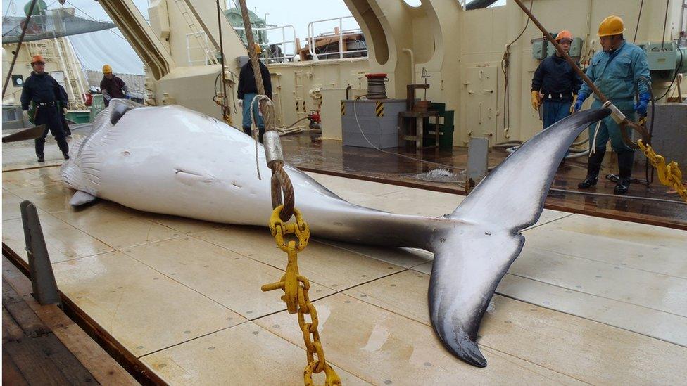 A minke whale on the deck of a whaling ship in the Antarctic Ocean